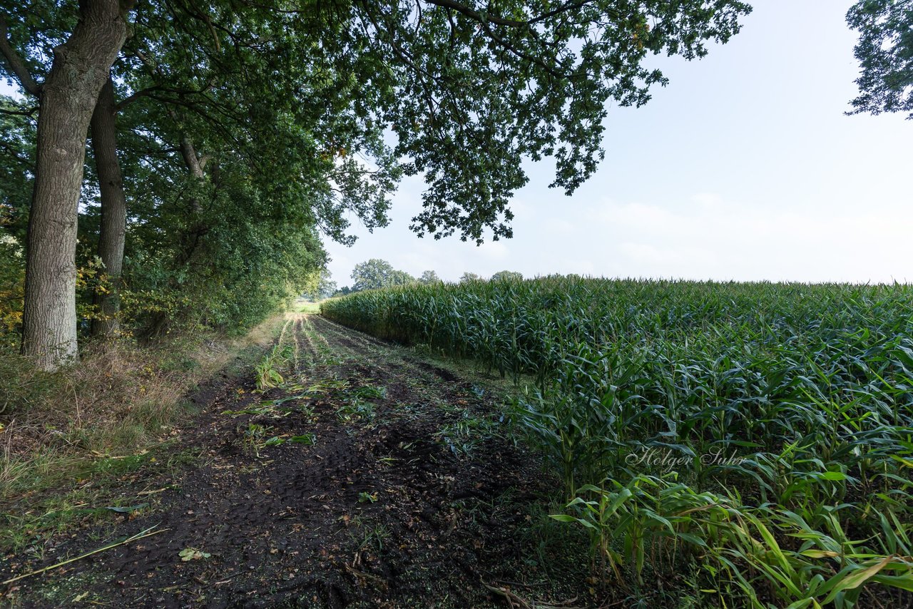 Bild 192 - Maisernte